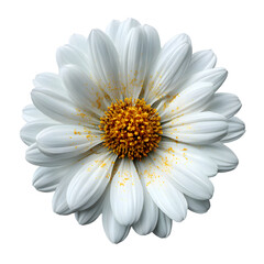 White daisy flower with detailed petals and pollen, macro shot lighting, natural soft color gradient, crisp hyperrealism, white isolated background
