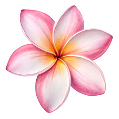 Watercolor illustration of a pink plumeria flower isolated on transparent background
