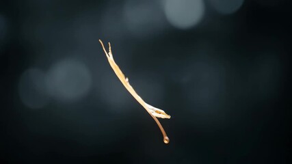 The Poetry of Autumn A single golden leaf rotates in slow motion. A beautiful and elegant symbol of change perfect for seasonal greetings and inspirational videos.