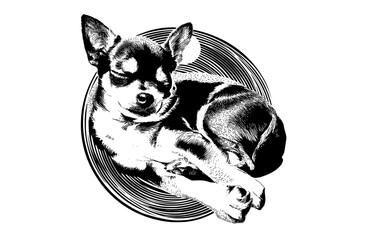 a black and white illustration of a chihuahua sleeping in a circular frameCD, black, chihuahua, circle, curl, dog, floor, lay, paw, plate, sleep, white 