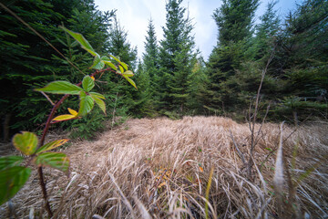 suche trawy na leśnej polanie otoczonej świerkami © Adam.rtk