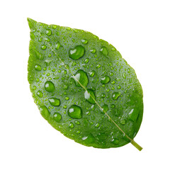 Fresh Green Leaf with Water Droplets Isolated on White Background