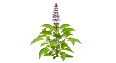 Blooming basil plant with purple flowers isolated on transparent background , ai generated image