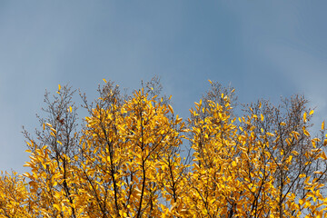 Trees with yellow leaves, blue sky, bright, minimalist aesthetic, natural beauty, copyspace.