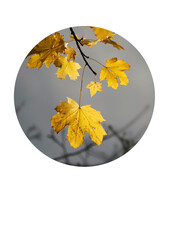 Golden yellow autumn leaves on a branch, sky, beauty of nature, minimalism, light and shadow.