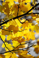 Golden yellow autumn leaves on a branch, sky, beauty of nature, minimalism, light and shadow.