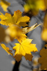 Golden yellow autumn leaves on a branch, sky, beauty of nature, minimalism, light and shadow.