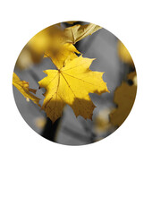 Golden yellow autumn leaves on a branch, sky, beauty of nature, minimalism, light and shadow.