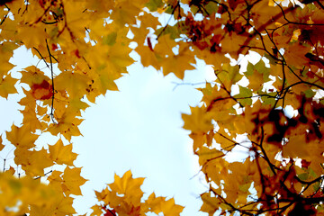 Many yellow and brown leaves in natural tones against the sky, autumn, minimalism, beauty of nature, copyspace.