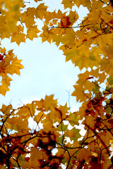 Many yellow and brown leaves, natural tones against sky, autumn, minimalism, beauty of nature, copyspace.
