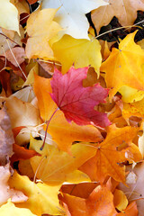 One single red autumn leaf on a pile of yellow leaves, autumn foliage, close-up.