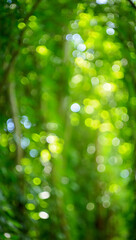 Fototapeta premium Green bokeh background of lush forest foliage out of focus sunny day