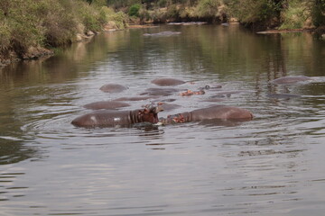 Fototapeta premium 2025-09-07 Tanzania Serengeti National Park