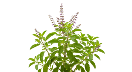 Holy basil plant with flowers isolated on a transparent background, ocimum tenuiflorum , ai generated