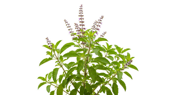 Holy basil plant with flowers isolated on a transparent background, ocimum tenuiflorum , ai generated