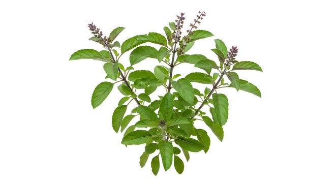 Holy basil plant isolated on transparent background, also known as tulsi , ai generated image