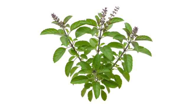 Holy basil plant isolated on transparent background, also known as tulsi , ai generated image