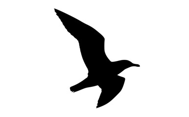 a black silhouette of a seagull flying against a transparent backgroundbird, black, fly, gull, profile, sky 