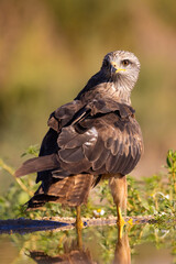 Black kite