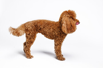 Red Miniature poodle is photographed in the studio with a white background.