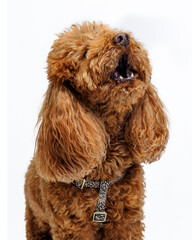 Fototapeta premium Red Miniature poodle. Portrait on white background.