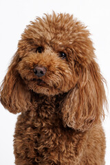 Red Miniature poodle. Portrait on white background