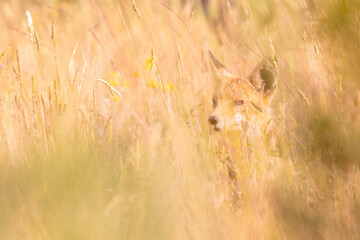 Fox in the grass