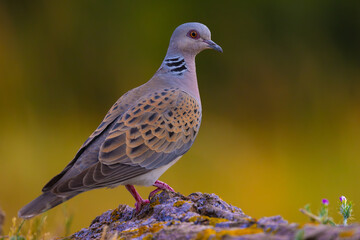 European turtle dove
