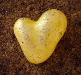Kartoffel (Solanum tuberosum) in Herzform
