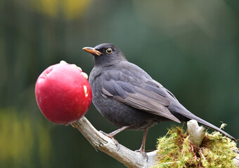 Amsel am Apfel