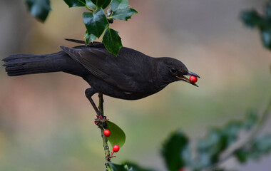 Amsel frisst Beere an Stechpalme