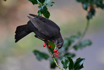 Amsel an der Stechpalme