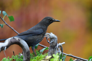 Weibliche Amsel