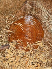 Fresh cut tree stump showing annual growth rings with sawdust