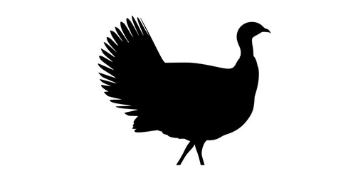 Obraz premium a silhouette of a turkey on a plain transparent backgroundbird, black, cock, crane, flap, goose, pheasant, profile, spread, stand, wing 