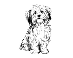 a black and white drawing of a small dog with long hairblack, dog, draw, drawing, illustration, portrait, sit, sketch, white 