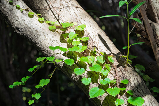 Vines and tree trunks under light and shadow