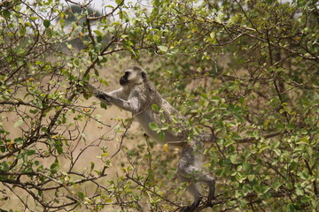 2025-09-08 Tanzania Serengeti National Park