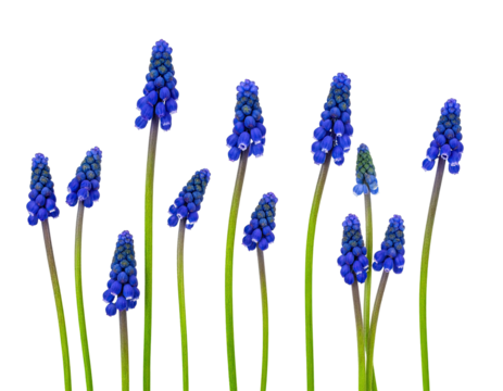Cluster of vibrant blue, bell-shaped flowers with green stems against a stark black background