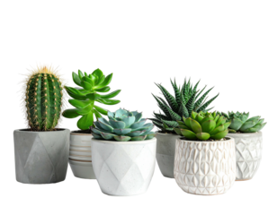 Group of potted, vibrant succulents of different shapes and sizes against a dark backdrop