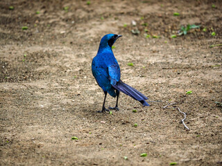 Greater Blue-eared Starling (Lamprotornis Chalybaeus) on the ground in in Zimbabwe, Africa