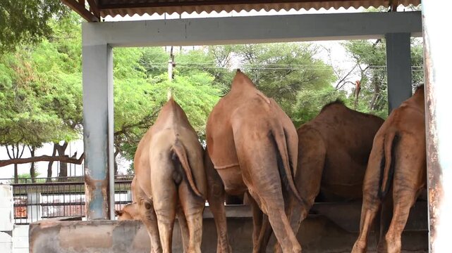 camel research center and tourist attraction in Rajasthan, India