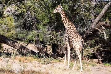 Die Tiere des Damaralandes