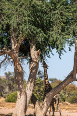 Die Tiere des Damaralandes
