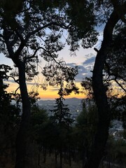 Fototapeta premium Tree view