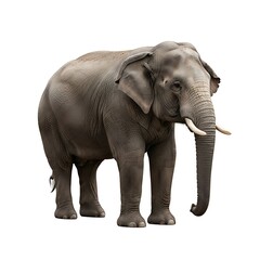 Obraz premium Asian Elephant Standing Wildlife Herbivore Mammal Trunk Tusks Gray Animal