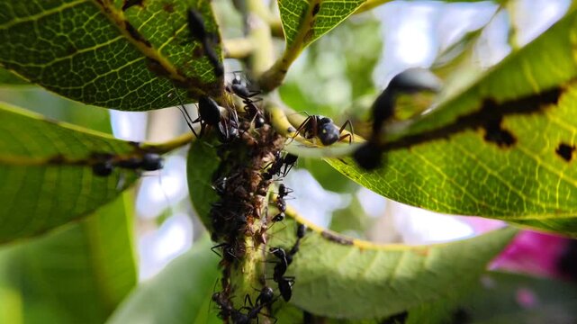 a group of black garden ants (Lasius niger) surrounding an aphid