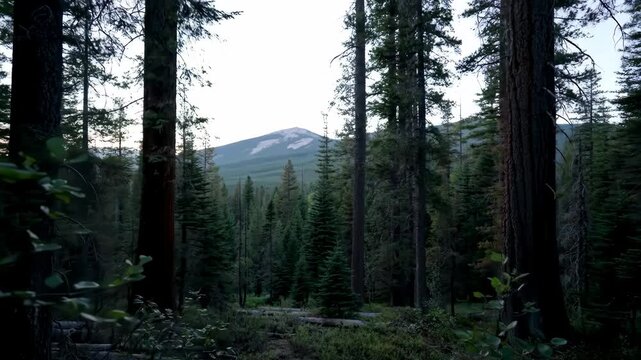 Trees frame scenic mountain view in forest, showing nature's serene beauty; usable for articles