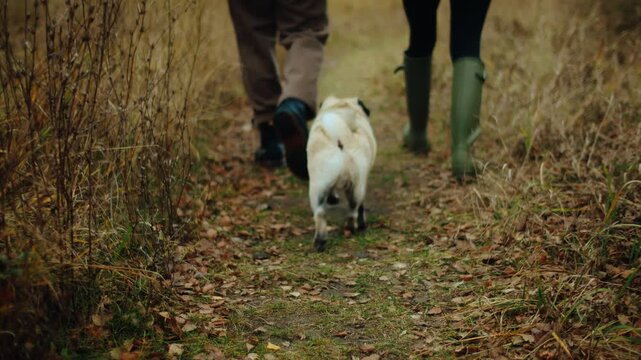 Low-angle tracking shot of a couple's feet and their pug dog walking on a forest path