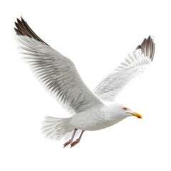Obraz premium A majestic white seagull with wings outstretched in flight isolated on transparent background